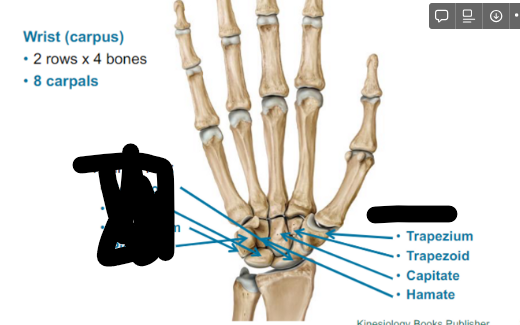 <ul><li><p>Trapezium (by the thumb)</p></li><li><p>Trapezoid</p></li><li><p>Capitate</p></li><li><p>Hamate</p></li></ul>