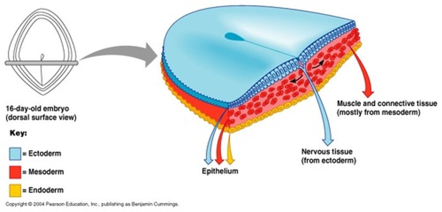 <p>epiblast cells that do not ingress through the primitive streak</p>
