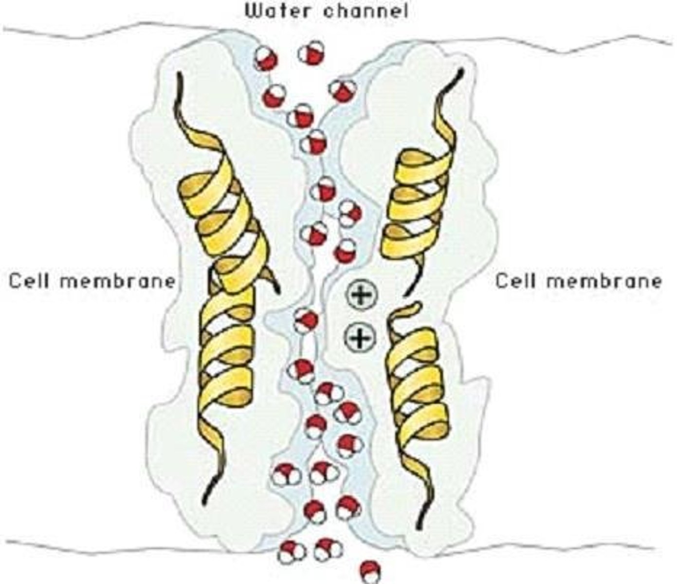 <p>channel proteins that facilitate passage of water across cell membranes</p>