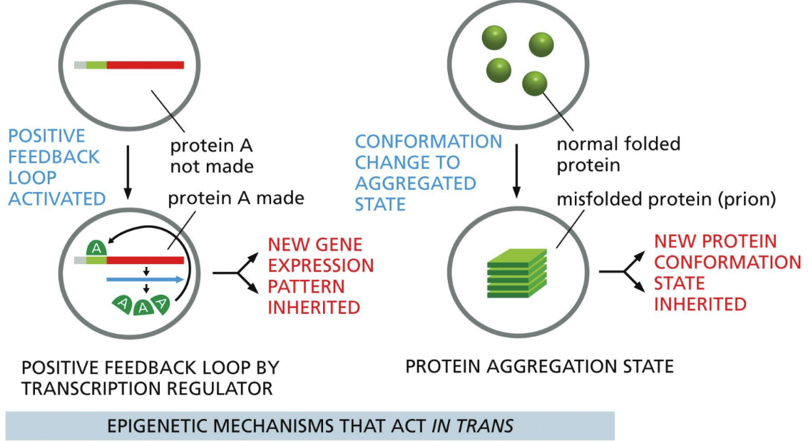 <p><span>something outside the sequence that’s affecting the gene&nbsp;</span></p><ol><li><p class="Paragraph SCXW216586891 BCX0" style="text-align: left"><span>Positive feedback loop activated&nbsp;</span></p></li></ol><ol start="2"><li><p class="Paragraph SCXW216586891 BCX0" style="text-align: left"><span>Conformation change to aggregated state&nbsp;</span></p></li></ol><p></p>