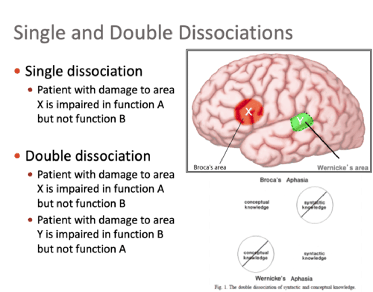 <p>when there are two single dissociations with a complementary pattern:</p><p>ā¢Region "X" is important for Task A, but not Task B</p><p>ā¢Region "Y" is important for Task B, but not Task A</p>
