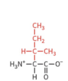 <ul><li><p>nonpolar side chain </p></li><li><p>hydrophobic</p></li><li><p>no H-bond</p></li></ul><p></p>