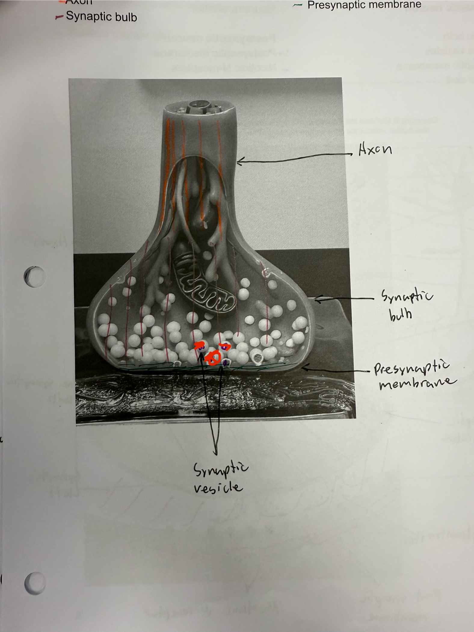 <ul><li><p>Vesicle inside of axon bulb that holds neurotransmitters</p></li><li><p>Take neurotransmitters to the muscle</p></li></ul><p></p>