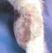 <ul><li><p>subcutaneous</p></li><li><p>soft/fleshy on palpation  </p></li></ul><p></p>