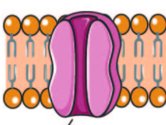 <p>Integral Proteins</p>