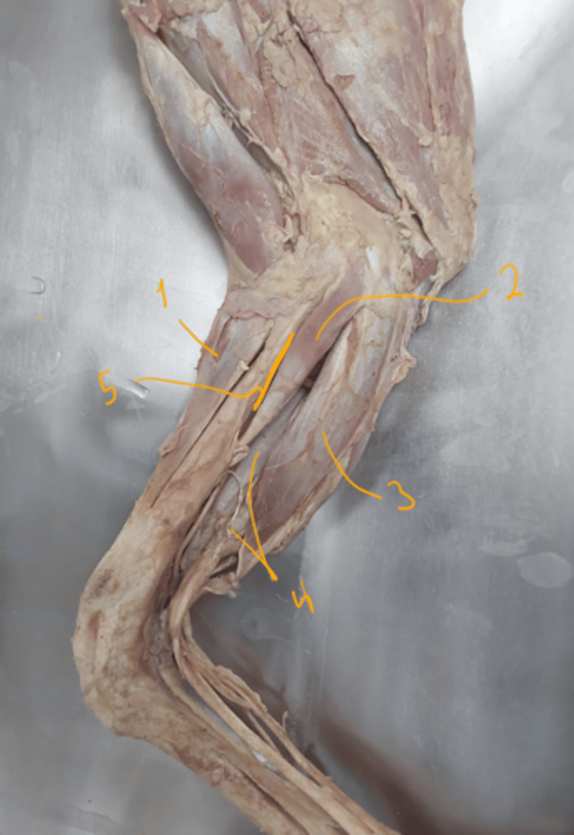 <p>identify the muscles.</p>
