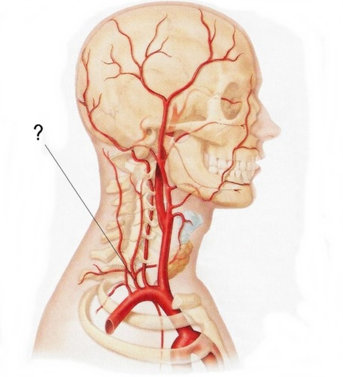 <p>What is this artery?</p>