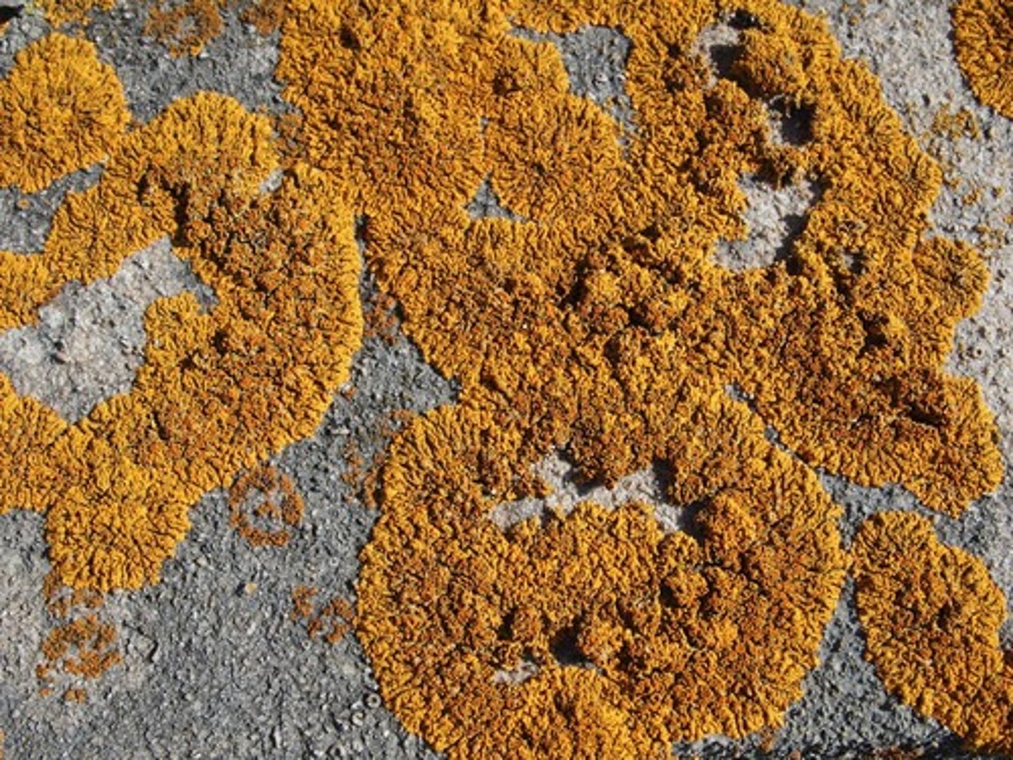 <p>crust-like lichen</p>