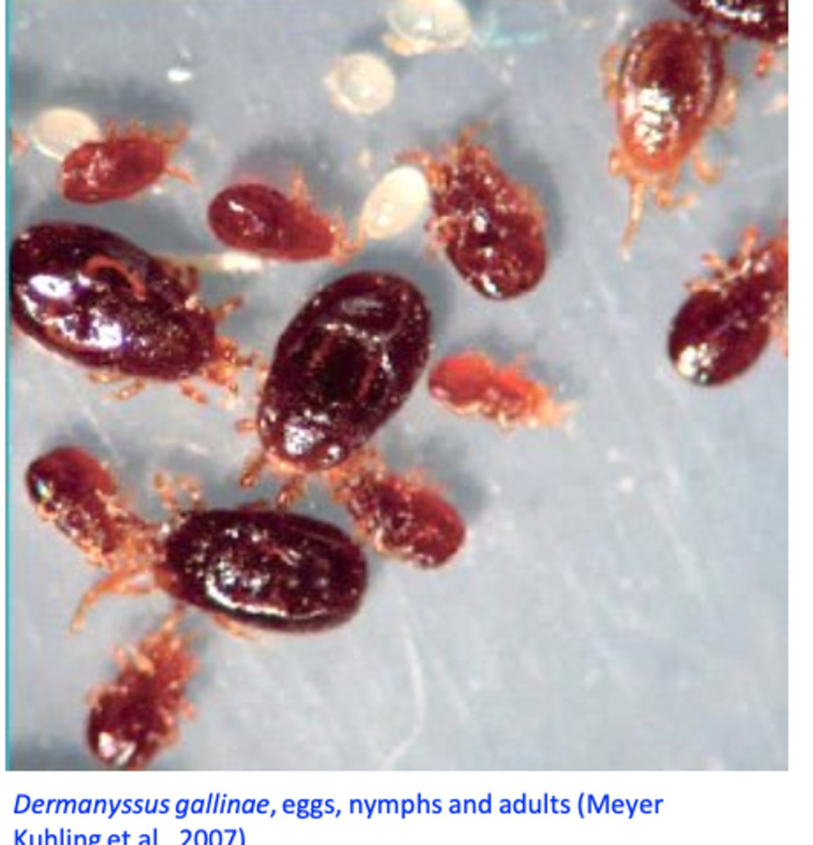 <p>• Common parasite of birds:</p><p>Can bite mammals, including humans;</p><p>Vector for bacteria (Salmonella spp., Pasteurella multocida,</p><p>Chlamydia spp., Listeria spp, Coxiella burnetti etc) and viruses (Fowl pox, Avian leucosis, Newcastle disease etc);</p>
