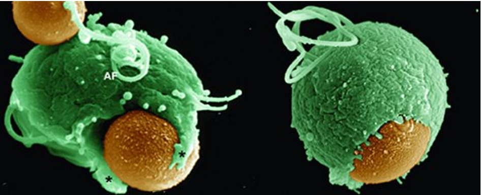 bringing in large particles

* occurs in immune cells
* no coat proteins
* **pseudopods**: membrane extends around to envelop bacteria