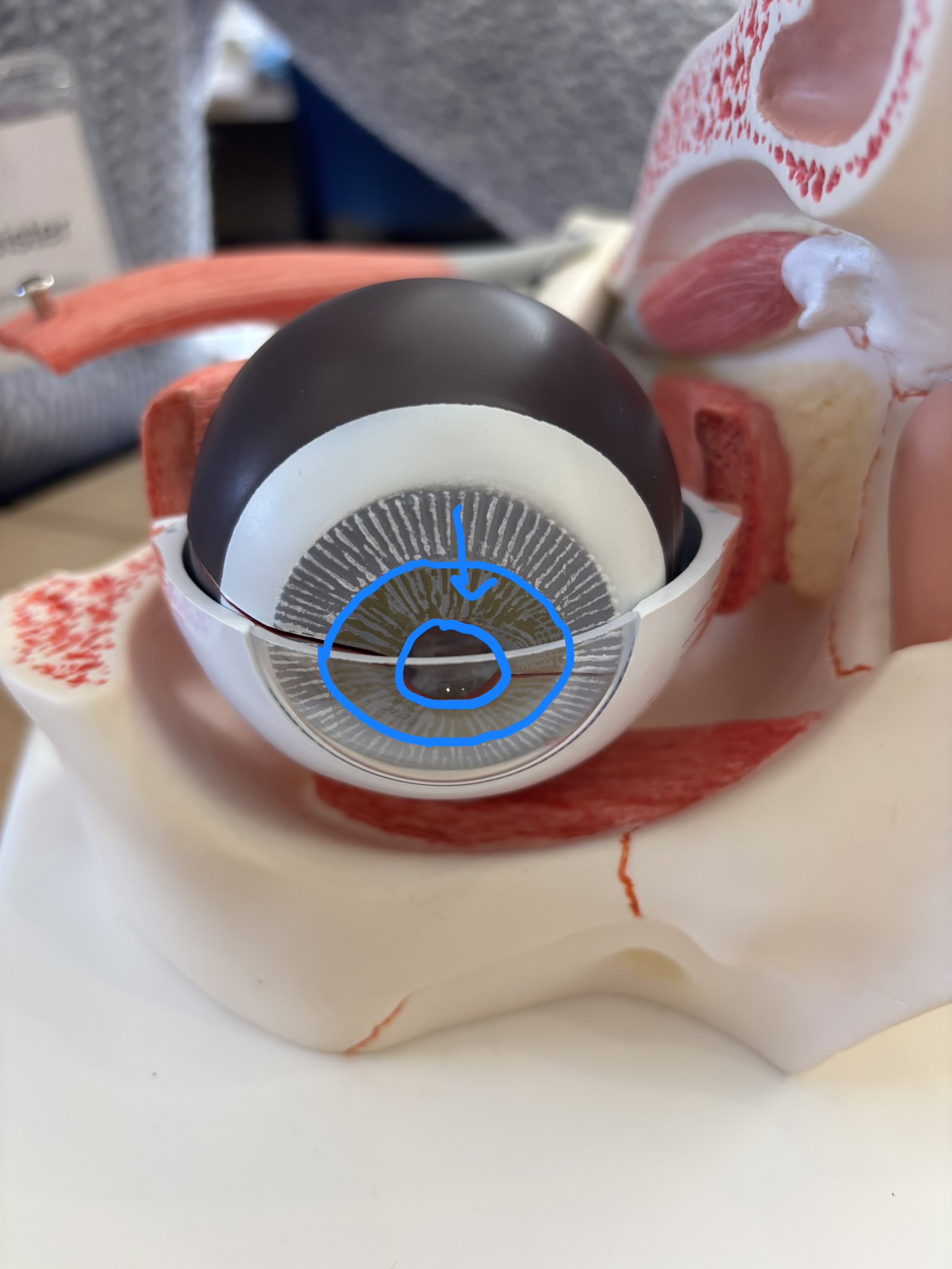 <p>What structure is this?</p>