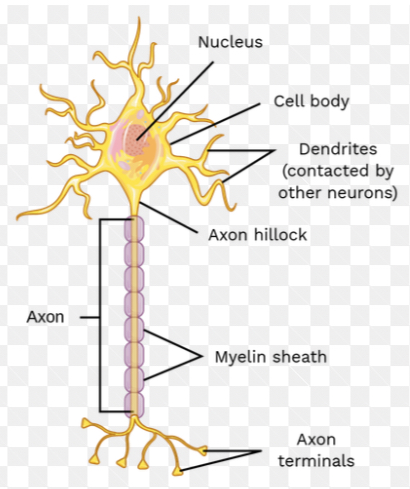 knowt flashcard image