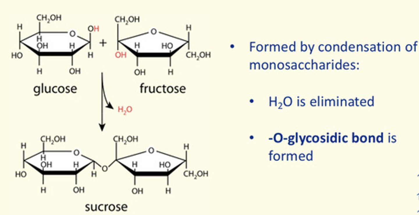 <p>Glycosidic bonds</p>