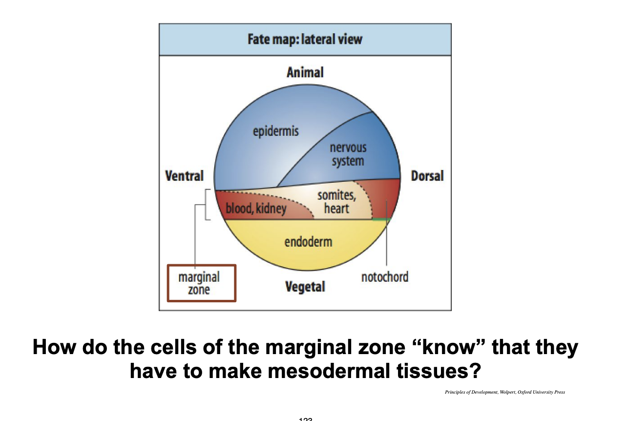 <p>See image→ how do the cells in the marginal zone (which makes blood, somites heart etc)→ know that they have to make mesodermal tissues??</p><ul><li><p>cell-cell interactions→ shown in the fate map of amphibians</p></li></ul><p></p>