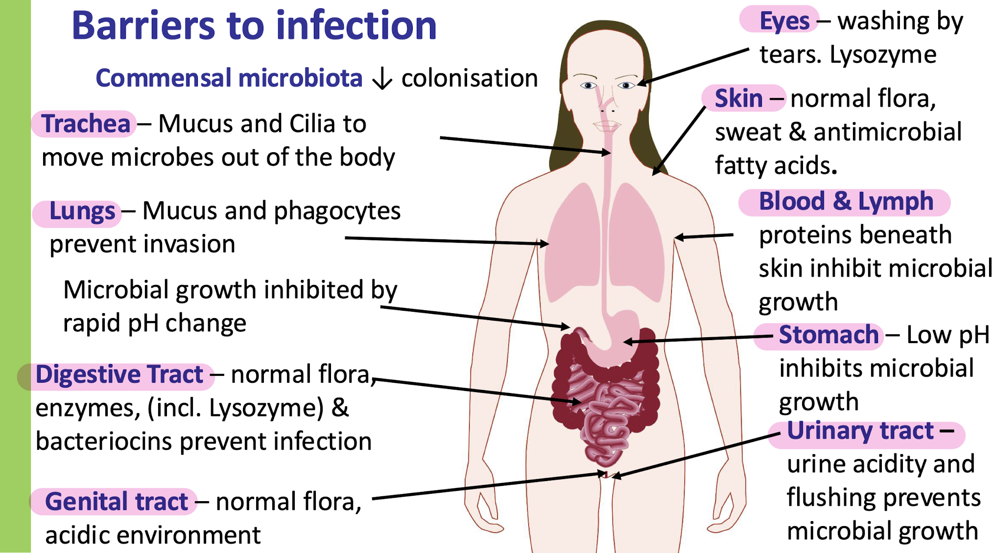 <p>Trachea </p><p>Lungs </p><p>digestive tract </p><p>genital tract</p><p>eyes </p><p>skin</p><p>blood and lymph </p><p>stomach </p><p>urinary tract</p>