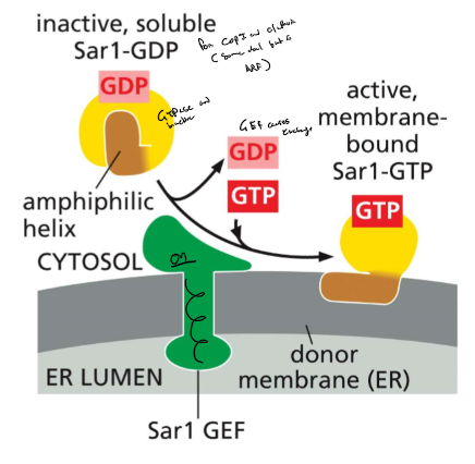 <ul><li><p>COPI, clathrin-coated vesicles: ARF GTPase</p></li><li><p>COPII-coated vesicle : SAR1 GTPase</p></li><li><p>formation of COPII coated:</p><ul><li><p>SAR1-GEF in ER membrane: recruits Sar1</p></li><li><p>SAR-GTP</p><ul><li><p>amphipathic a helix exposed</p><ul><li><p>interacts with membrane</p></li></ul></li><li><p>recruits coat protein subunits</p></li></ul></li></ul></li></ul>