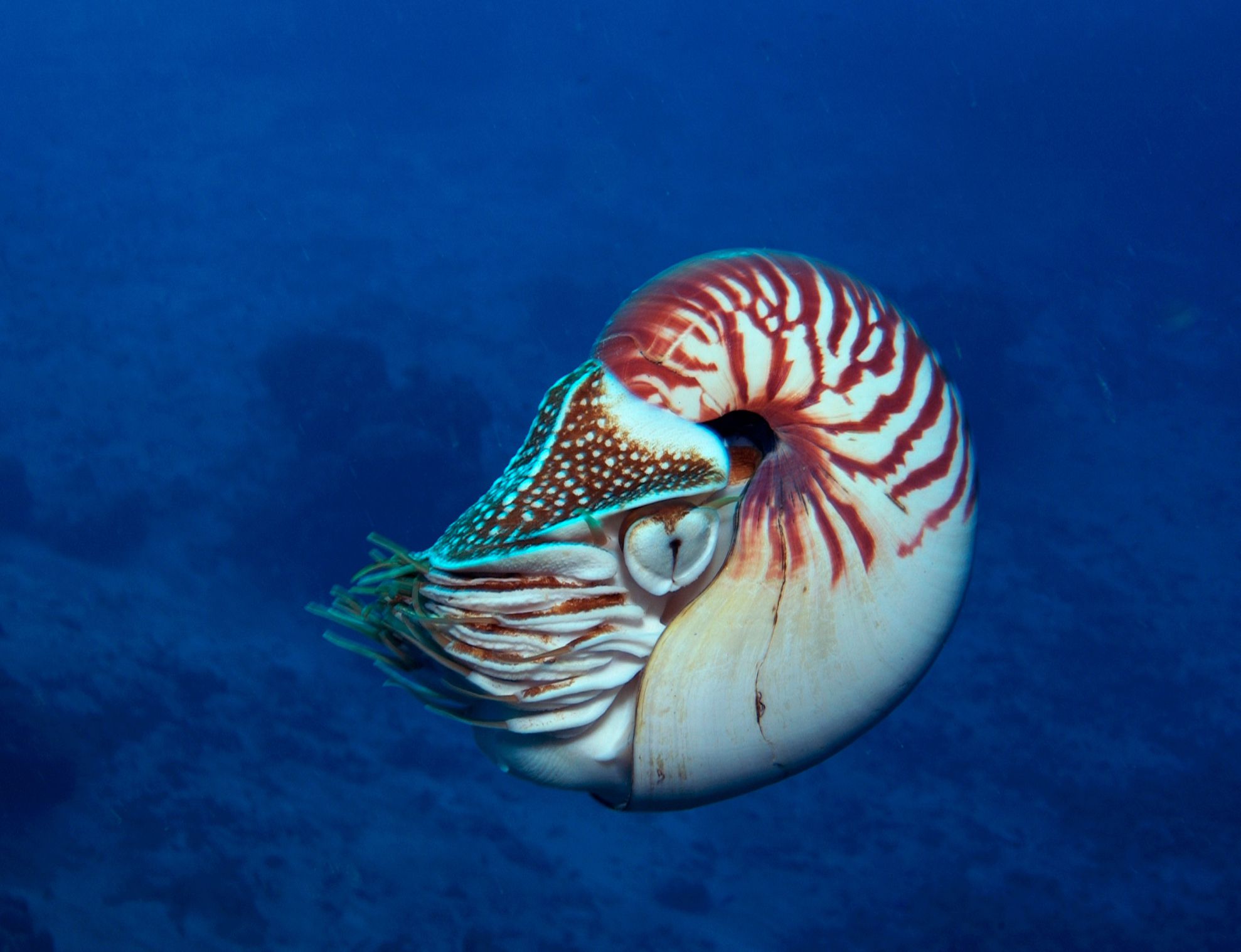 <p>Class: Cephalopoda (<span style="font-family: __bwModellica_c589ae, __bwModellica_Fallback_c589ae">Phylum Mollusca)</span></p>