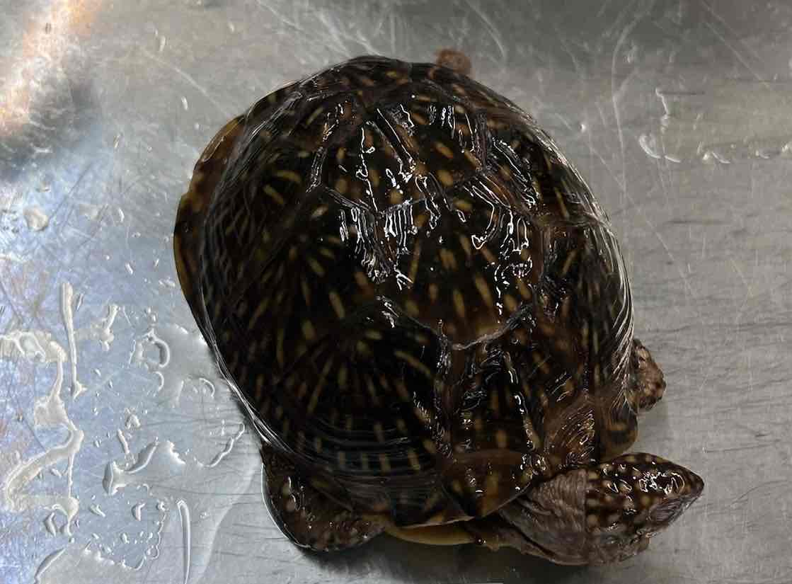 <p>Ornate Box Turtle</p>