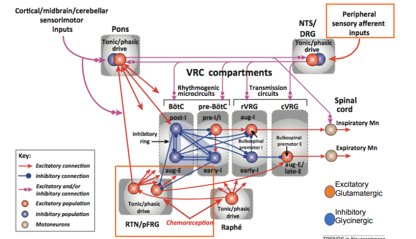 <p>The respiratory rhythmogenic network is <strong>modulated by peripheral afferent inputs from chemoreceptors </strong>detecting changes in blood O2 levels and by central chemoreceptors responding primarily to CO2 levels.</p><p><strong>Peripheral chemoreceptors respond to low oxygen in the blood</strong></p><p><strong>Central chemoreceptors respond to high carbon dioxide in the cerebrospinal fluid</strong></p><ul><li><p><strong>Peripheral input</strong>s, such as those from carotid and aortic bodies, <strong>synapse onto the NTS</strong> which projects to the VRG, enhancing respiratory drive through an <strong>increase in sympathetic activity</strong></p></li><li><p><strong>Central chemoreceptors in the RTN</strong> respond to hypercapnia, <strong>altering breathing patterns (switching from tonic to phasic) </strong>and<strong> increasing sympathetic activity</strong></p><ul><li><p>activates aug-e neurons that drive the expiratory motor neurons for expiratory muscle activity</p></li></ul></li></ul><p></p>