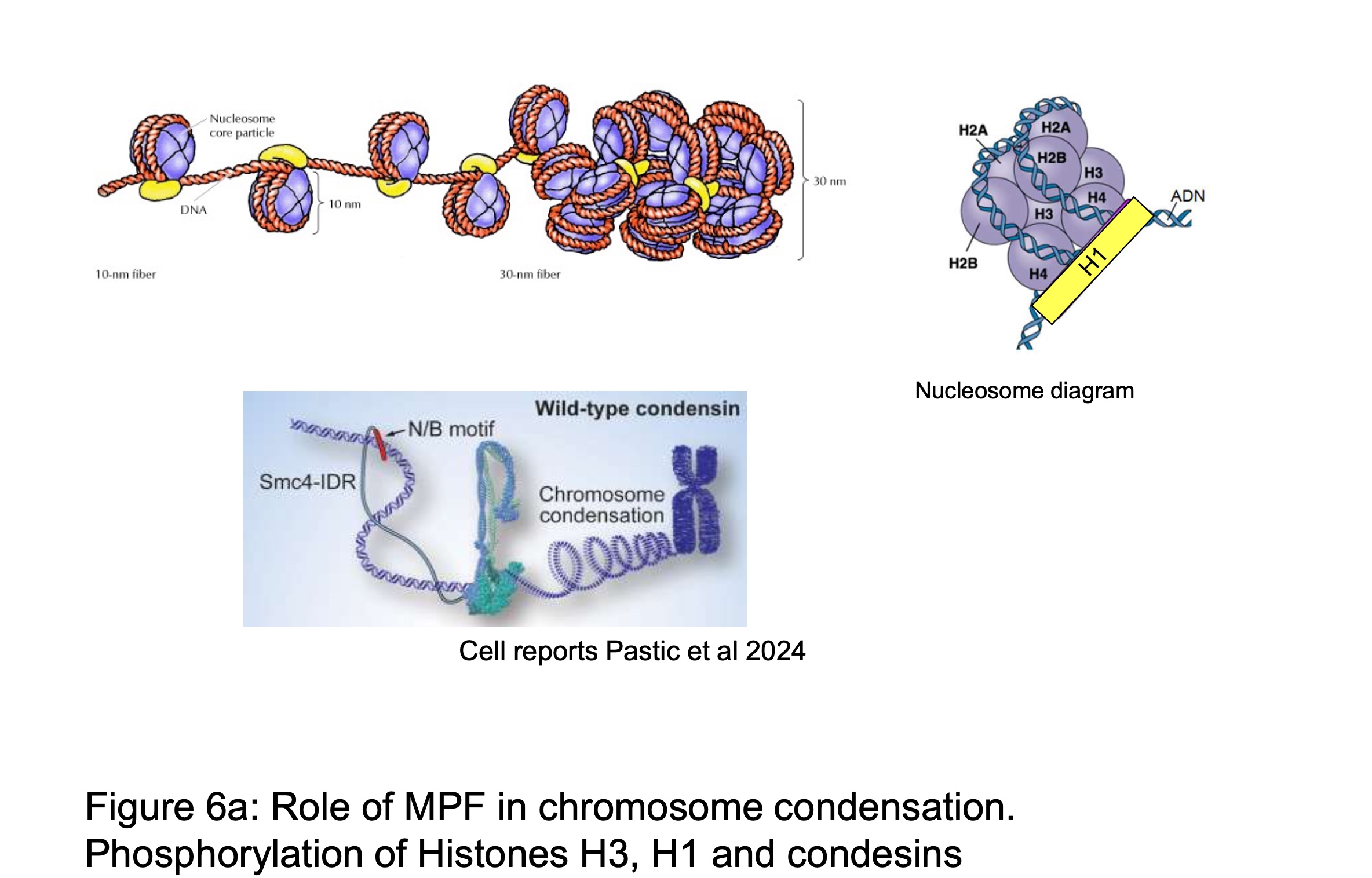 <p>MPF controls phosphorylation : </p><p>A. condensins - bind to DNA and promote DNA coiling</p><p>B. Histones -</p><ul><li><p>H1 → stabilises nucleosome structure, when phosphorylated its electrical charge changes and theres a reduction in DNA affinity (required for condensation</p></li><li><p>H3 → when phosphorylated it becomes an epigenetic mark that promotes recruitment of condensing factors </p></li></ul><p></p>