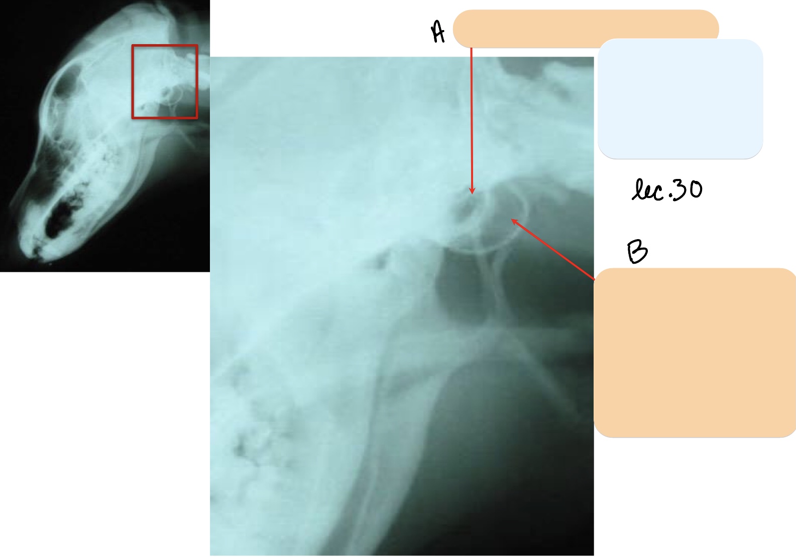 <p>Name the structure(s) indicated by a and b.&nbsp;</p>