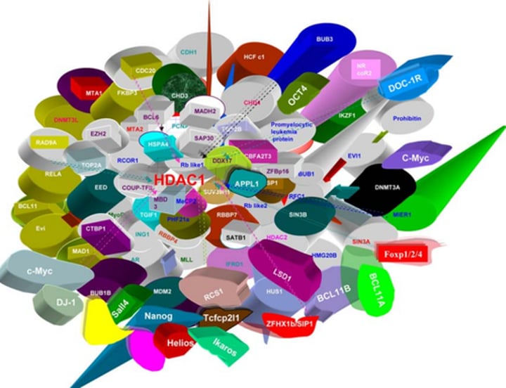 <p>An organism's complete set of proteins.</p>