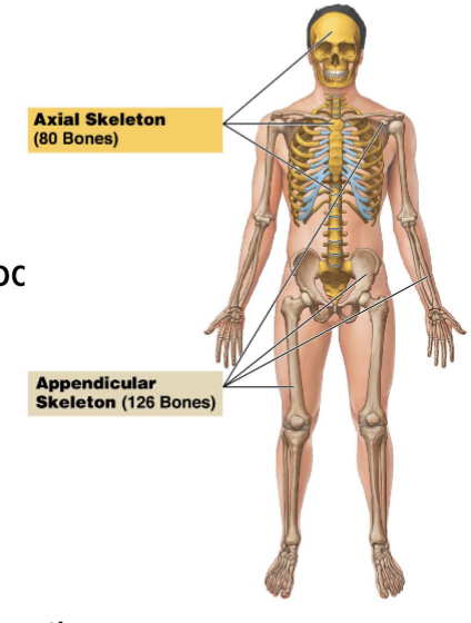 <p>Approximately 206 total bones.</p>