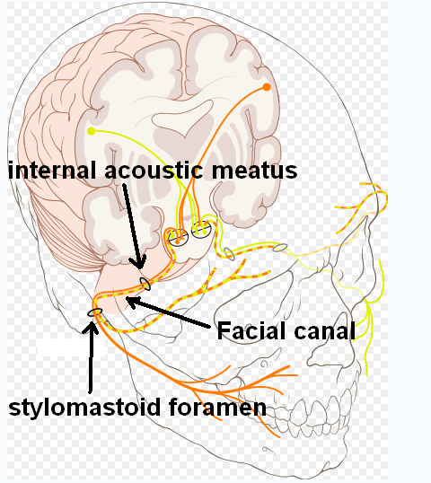 <p>N. facialis ideg csatorna</p>