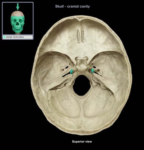 <p>Large hole found and the junctions of temporal, sphenoid, and occipital bone. Medial of the three foramen</p>