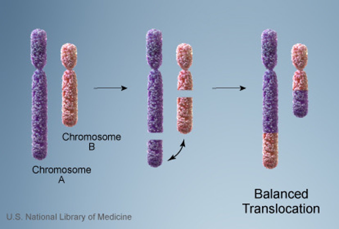 <p>Change to a chromosome in which a fragment of one chromosome attaches to a nonhomologous chromosome.</p>