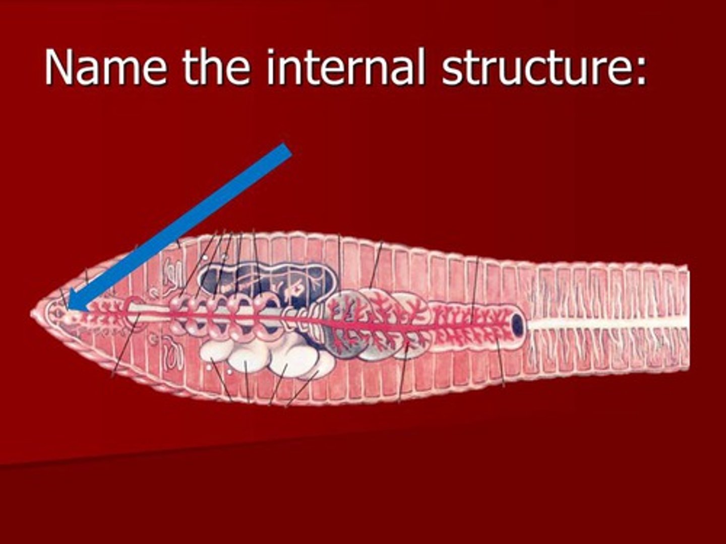 <p>Earthworm's primitive brain</p>