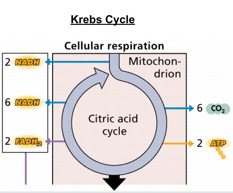 <p><span>If </span><strong><span>oxygen</span></strong><span> is </span><strong><span>present</span></strong><span>, the pyruvic acid molecules get ready to finish cellular respiration and enter the </span><strong><span>Krebs cycle</span></strong><span> (</span><em><span>aerobic respiration</span></em><span>).</span></p>