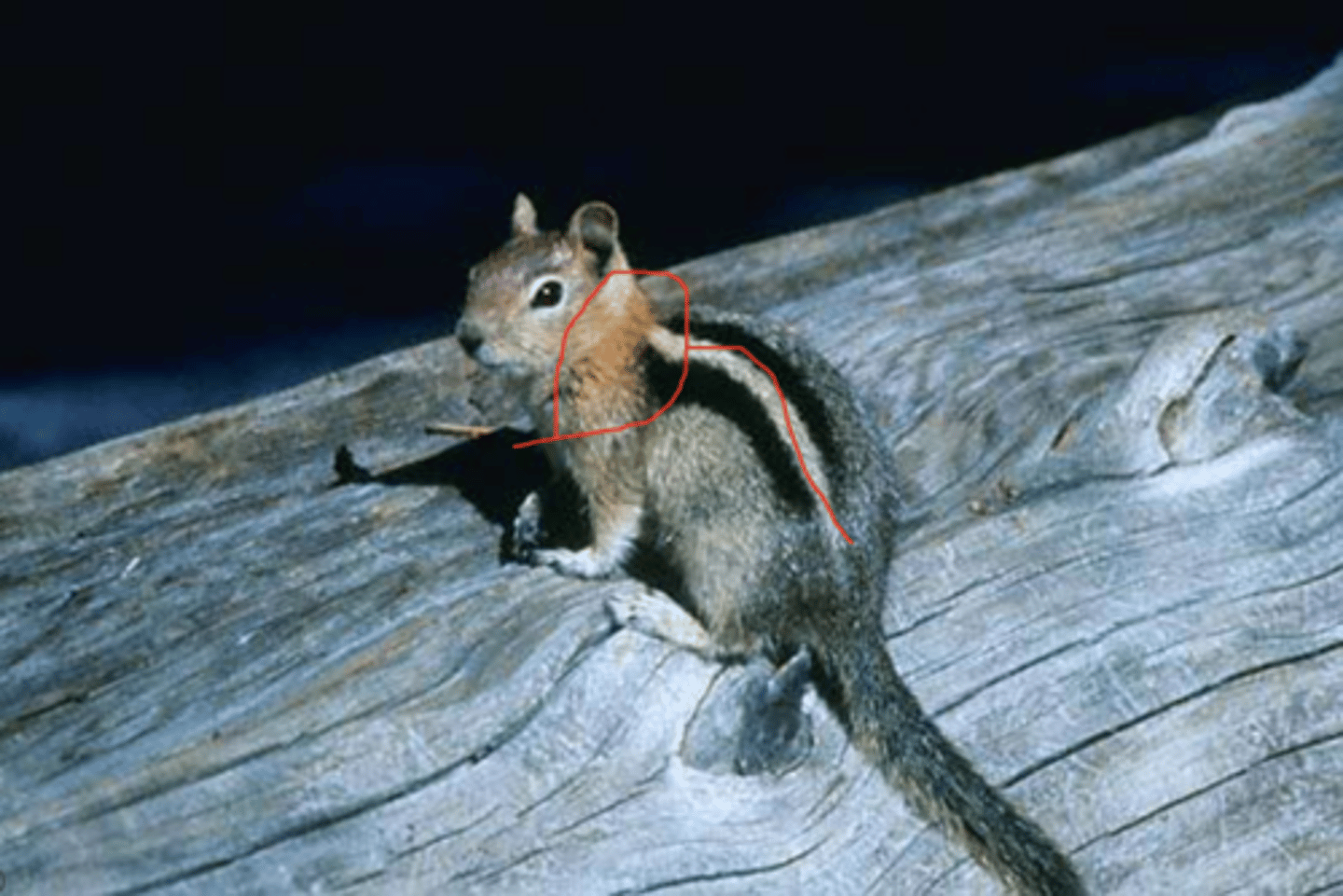 knowt flashcard image