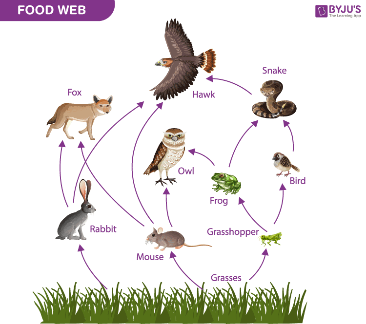 Draw a food web 