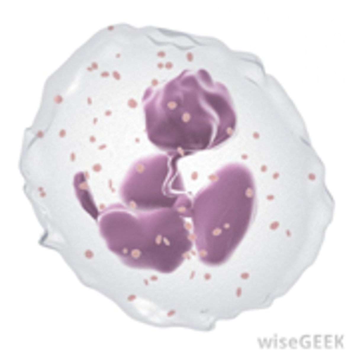 <p>1. host defense</p><p>2. circulate in the blood</p><p>3. Differentiate into macrophages in the tissue</p>