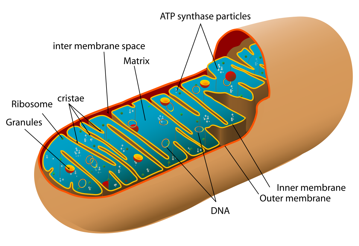 <p>powerfouse of the cell, produces ATP via cellular respiration</p><p><em>the power plant</em></p>