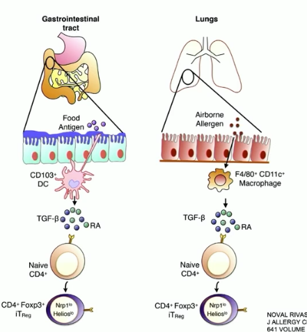 <ul><li><p>GI: suppressor dendritic cells along the intestinal mucosa produce TGF-beta, causing FOXP3 to induce Treg cell formation</p></li><li><p>lungs: macrophages near the mucosa release TGF-beta, same cascade as in GI tract</p></li></ul><p></p>