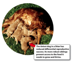 - the tendency of some individuals to have greater reproductive success than other individuals in a population
- these traits enable them to better compete for resources
- ex. rabbits who run slower are eaten by foxes, and their traits are, therefore, not passed down