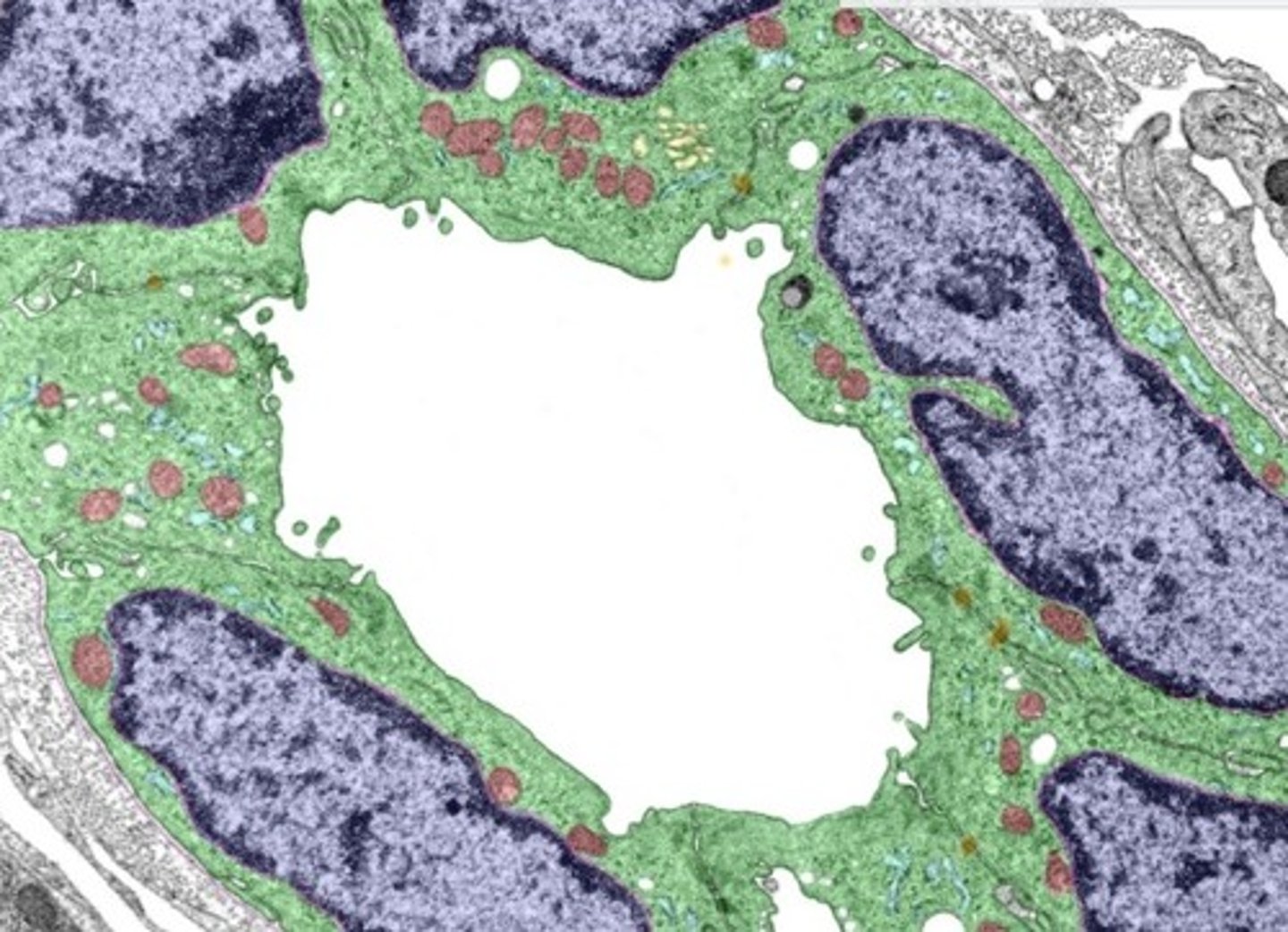 <p>Interlobular ducts in the pancreas</p>