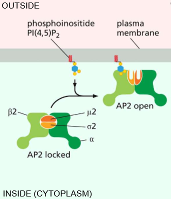<p>Essentially activates AP-2 to open &amp; activates its affinity for clathrin.</p>