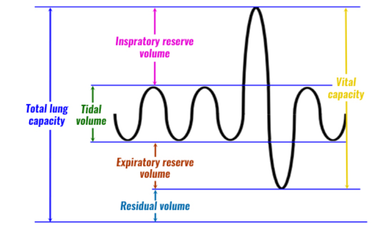 <p>What is the tidal volume and vital capacity on a graph?</p>