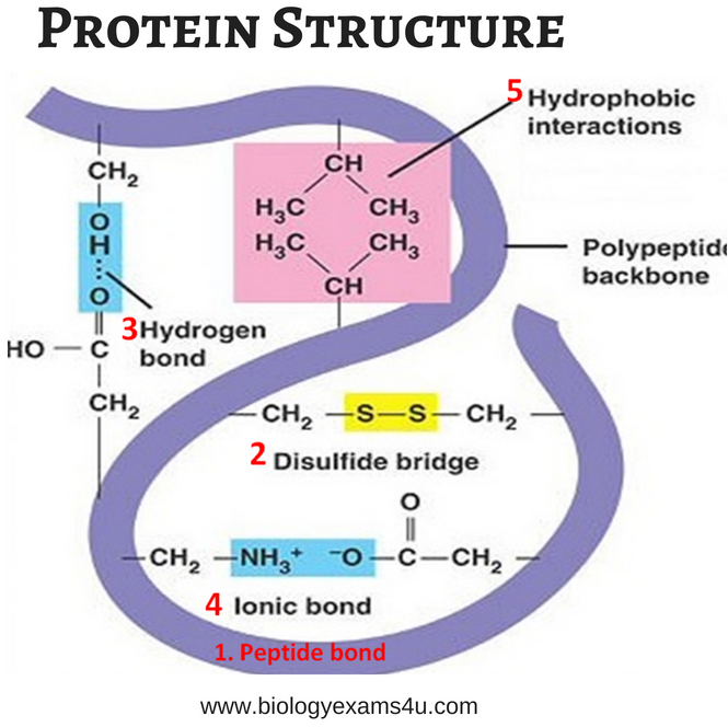 structure of protein