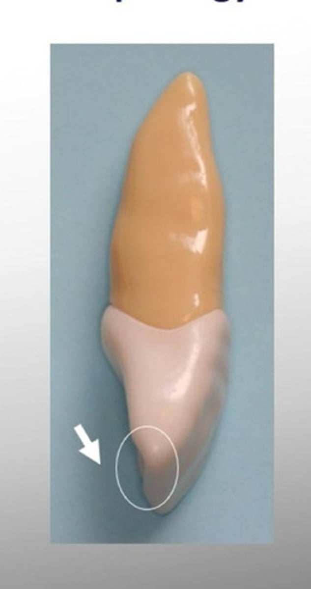 <p>cutting surface of anterior teeth</p>