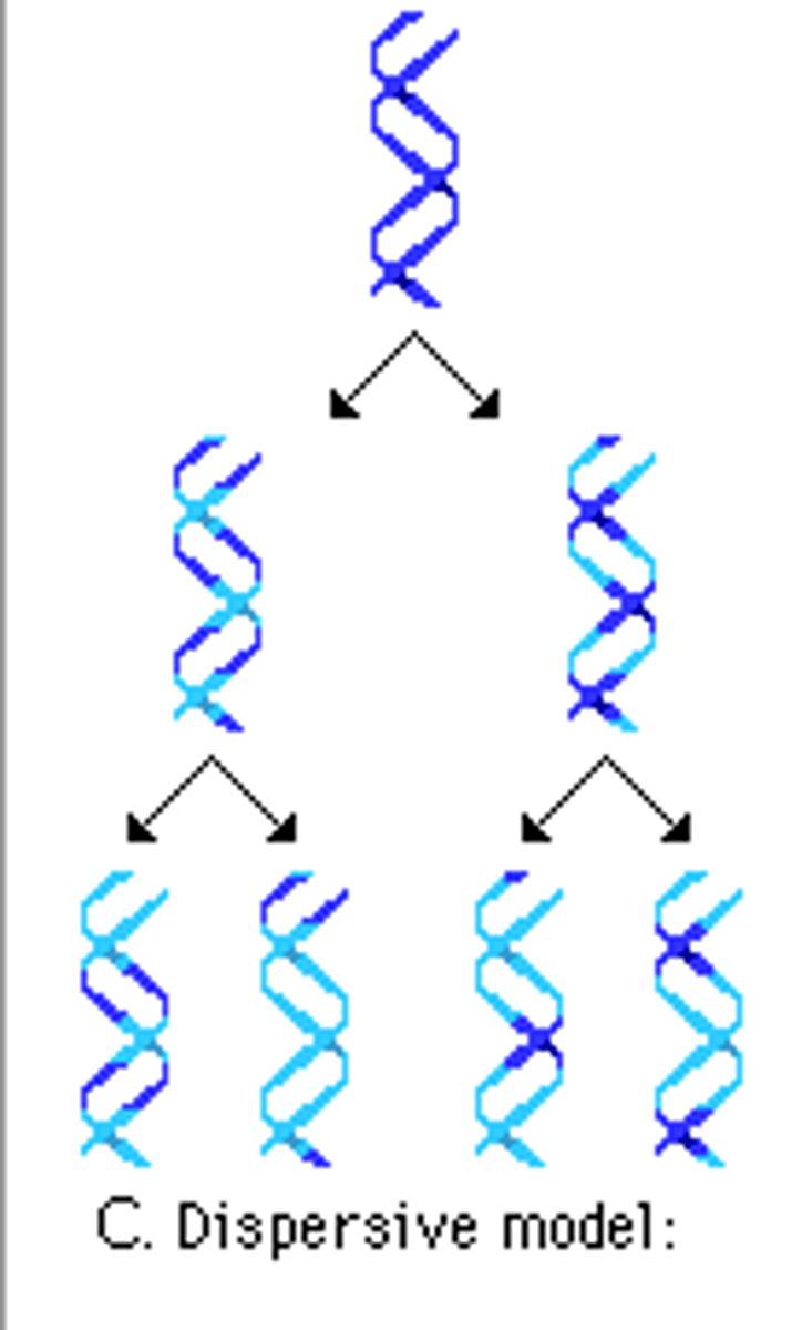 <p>parts of parental molecules are dispersed throughout</p>