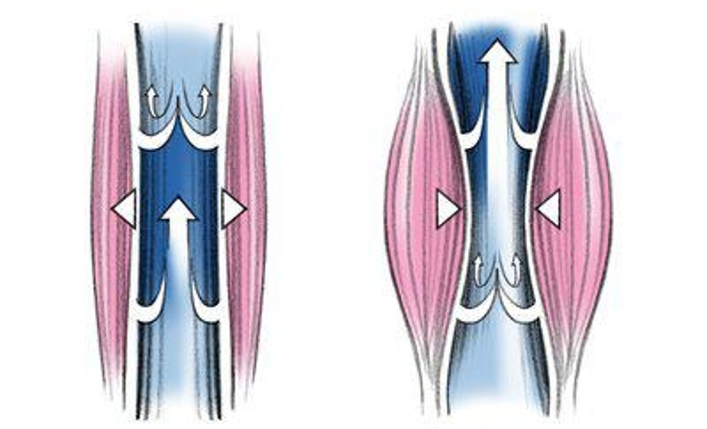 <p>Mechanism aiding venous return during muscle contraction.</p>