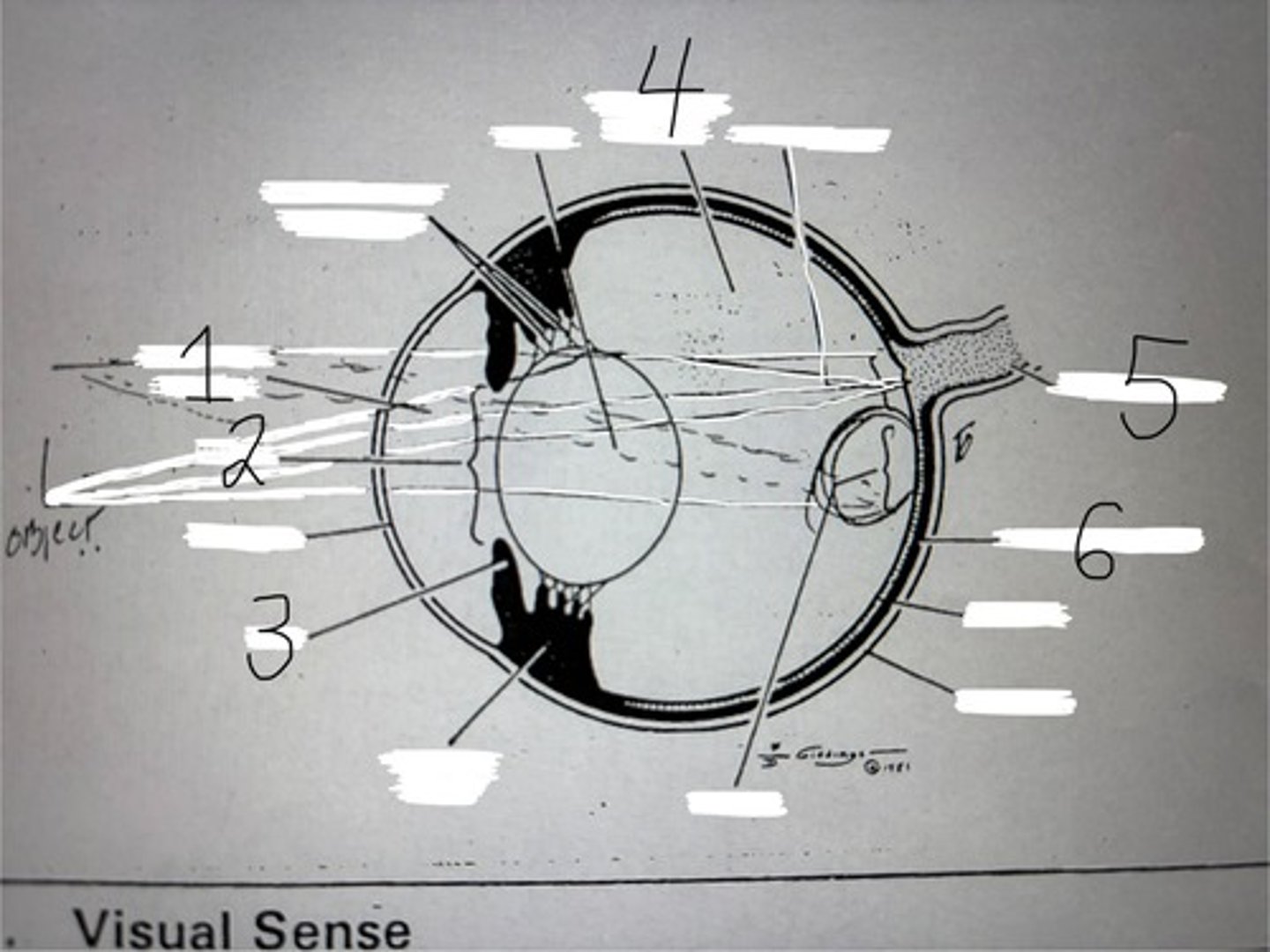 <p>sheep eye</p>