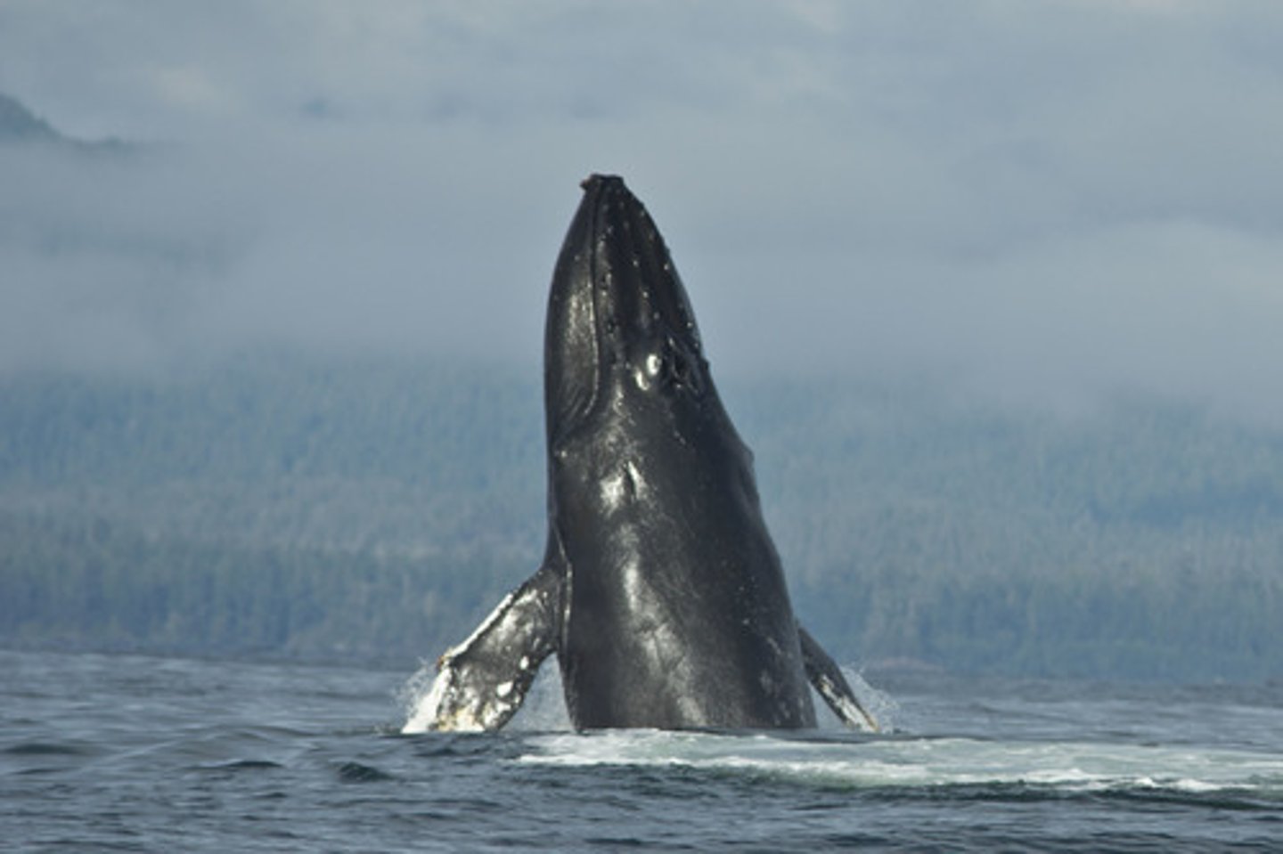 <p>the whale</p>
