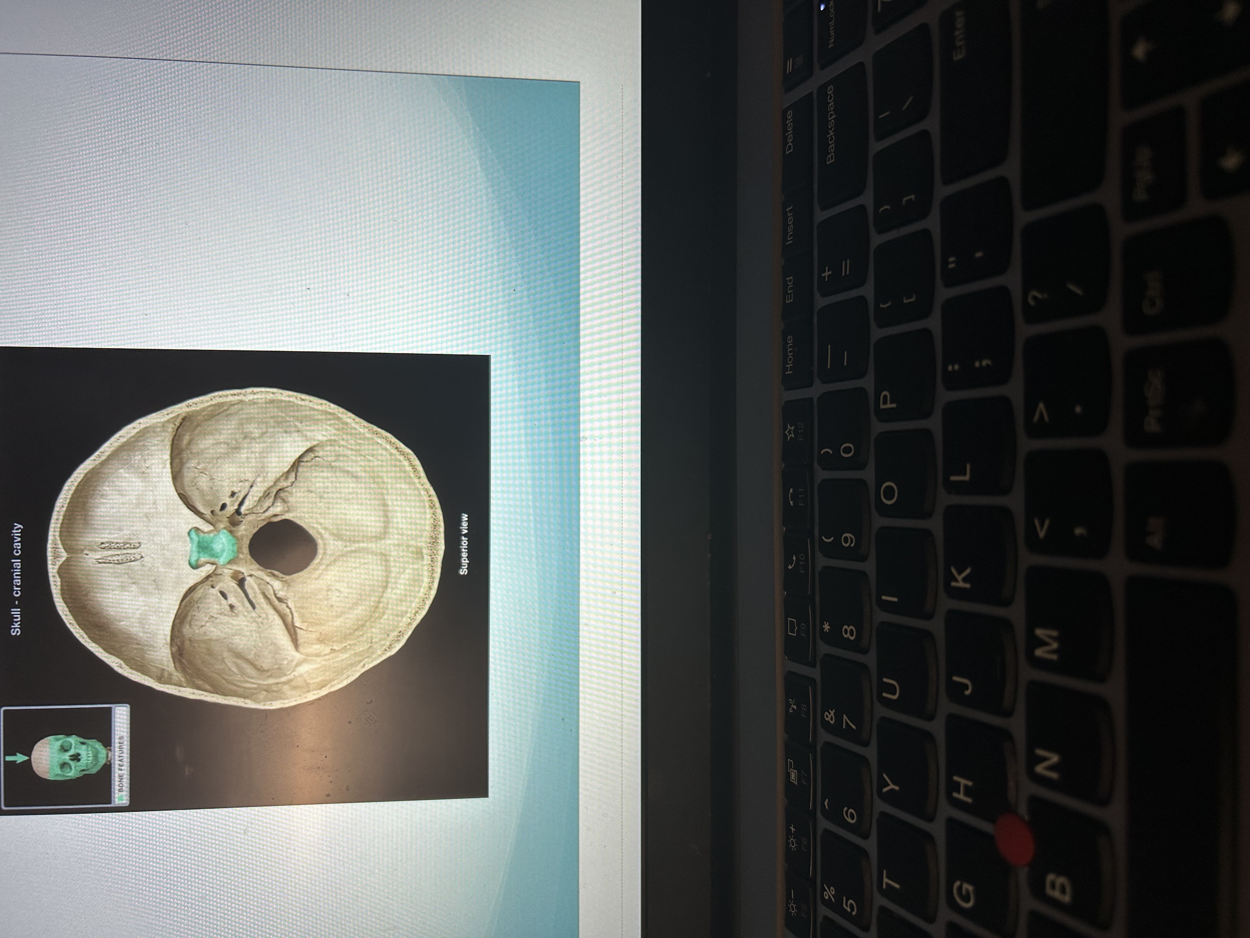 knowt flashcard image