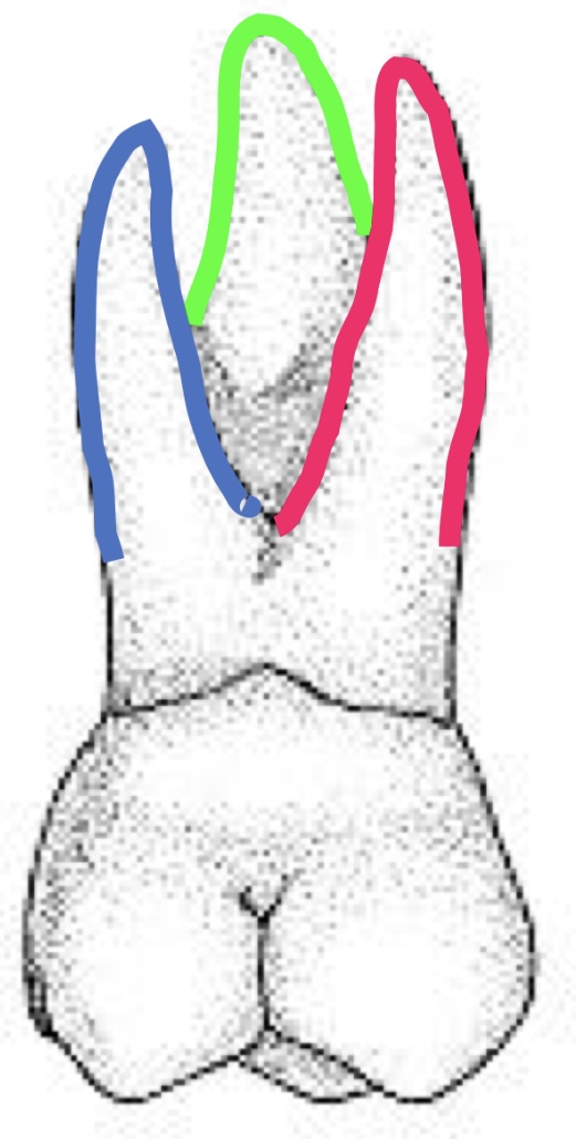 <p>Name the tooth and hi-lighted portions</p>