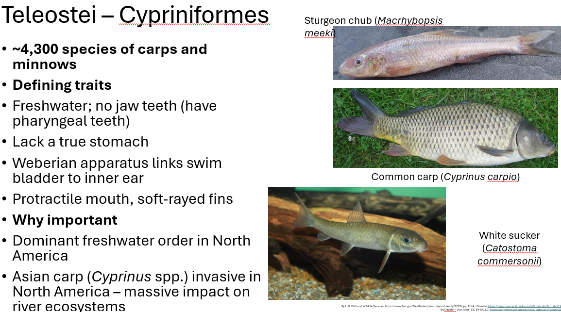 <p><span style="font-family: "Aptos Display";"><span>Cypriniformes traits (FLWP)</span></span></p>